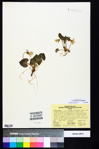 Viola palmata image