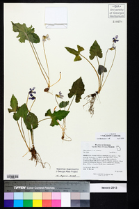 Viola palmata image