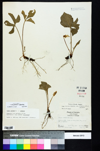 Viola palmata image