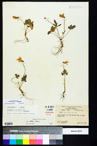 Viola palmata image