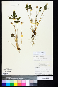 Viola palmata image