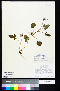 Viola palmata image