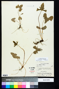 Viola palmata image