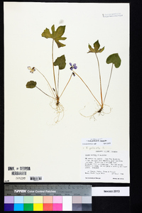 Viola palmata image