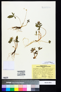 Viola palmata image