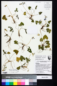 Viola palmata image