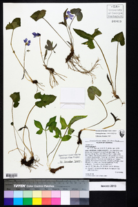 Viola palmata image