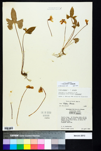 Viola palmata image