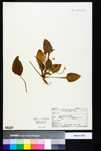 Viola primulifolia image