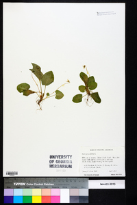 Viola primulifolia image