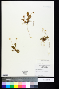 Viola primulifolia image