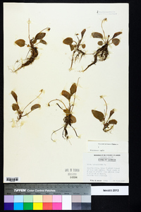 Viola primulifolia image