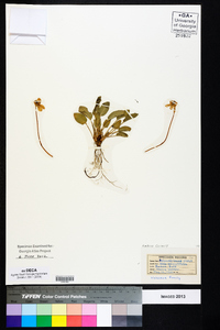 Viola primulifolia image