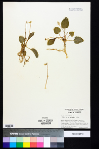 Viola primulifolia image