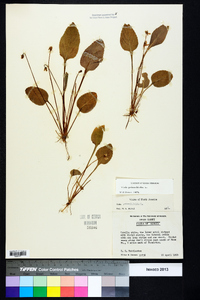 Viola primulifolia image