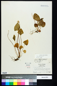 Viola primulifolia image