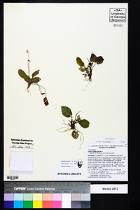 Viola primulifolia image