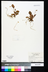 Viola primulifolia image