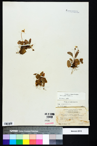 Viola primulifolia image