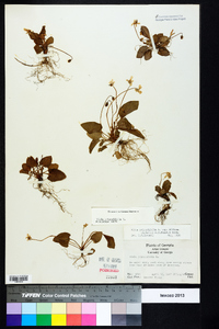 Viola primulifolia image