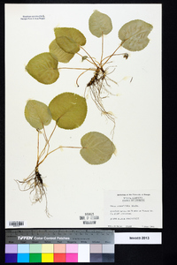 Viola rotundifolia image