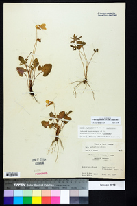 Viola septemloba image