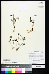 Viola septemloba image