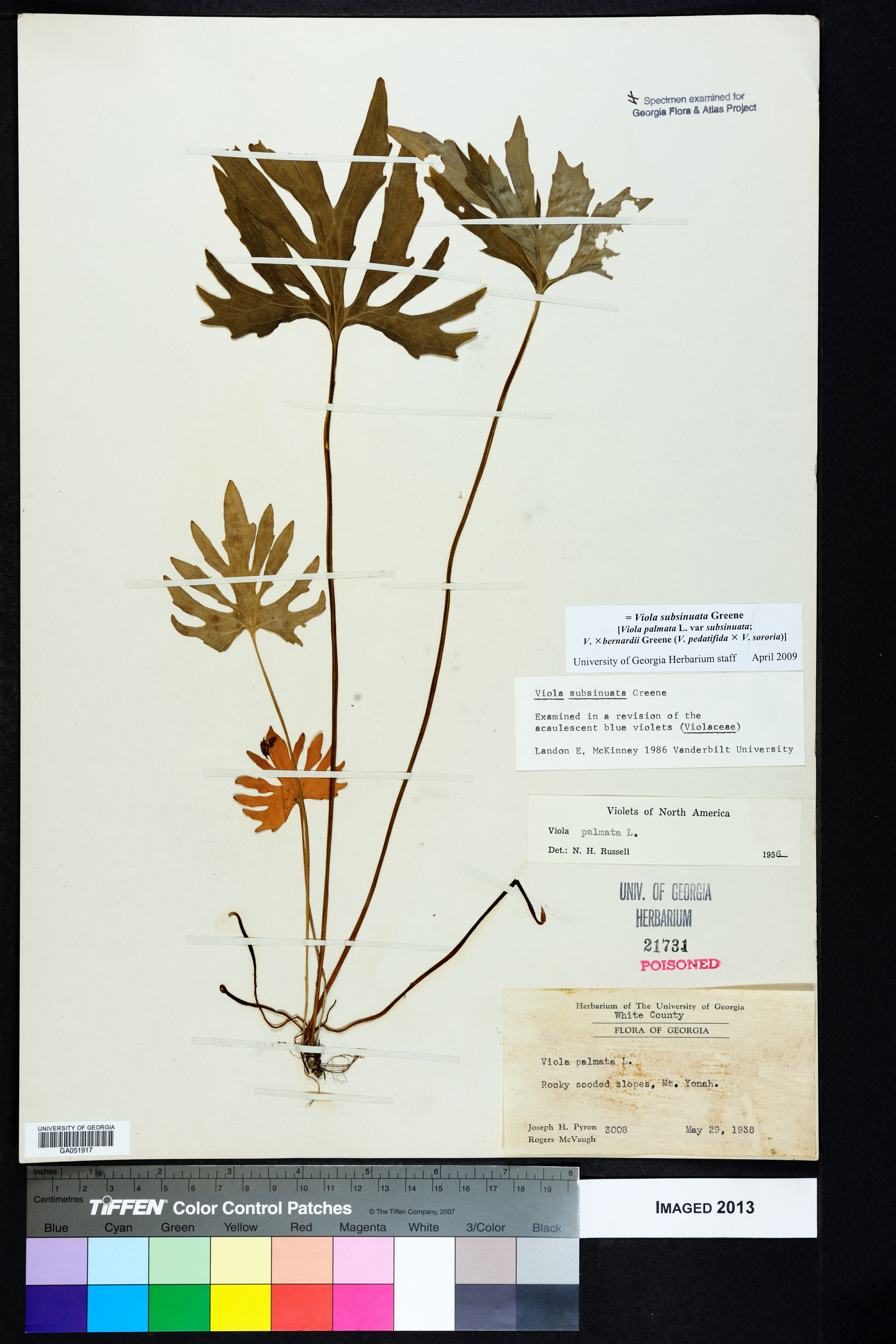 Viola bernardii image