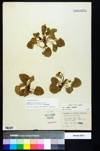 Viola villosa image