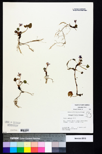 Viola walteri image