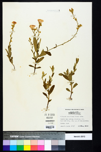 Piriqueta cistoides image