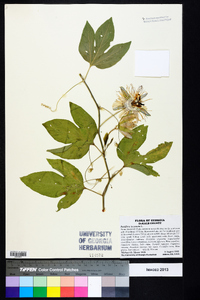 Passiflora incarnata image