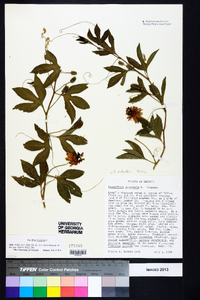 Passiflora incarnata image