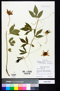 Passiflora incarnata image