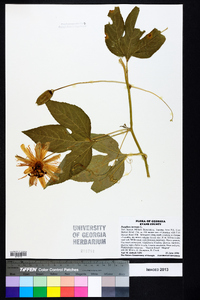 Passiflora incarnata image