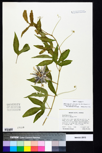 Passiflora incarnata image