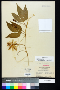 Passiflora incarnata image