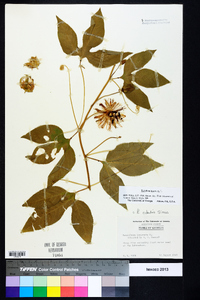 Passiflora incarnata image