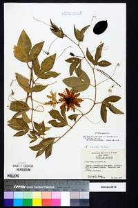 Passiflora incarnata image