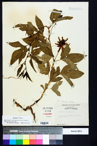 Passiflora incarnata image