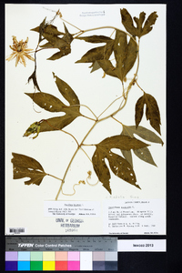 Passiflora incarnata image