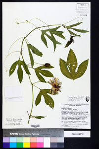 Passiflora incarnata image