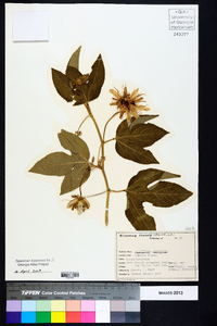 Passiflora incarnata image