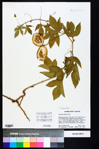 Passiflora incarnata image