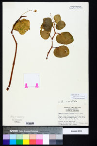 Begonia cucullata image