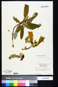 Edgeworthia papyrifera image