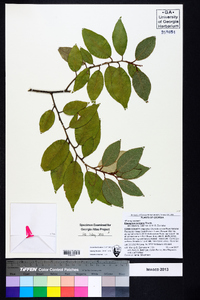 Elaeagnus pungens image