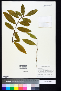 Elaeagnus pungens image