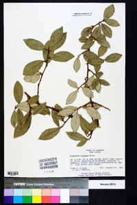 Elaeagnus pungens image