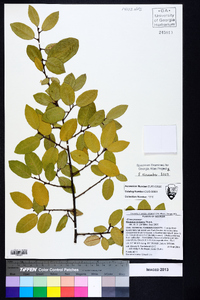 Elaeagnus pungens image